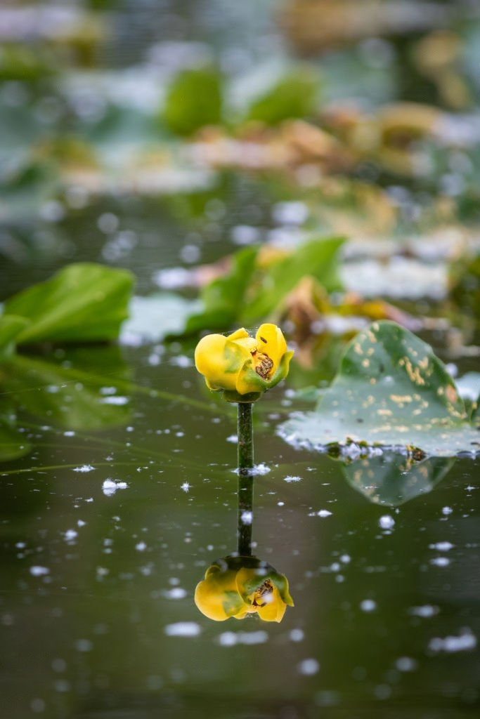 Mitkä kasvit sopivat vesistön rannoille ja veteen? 